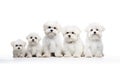 Maltese dogs looking at the camera isolated on white background AI Generated Illustration