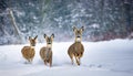 Three Roe Deer in Winter Capreolus capreolus Does Gather Amidst Snowy Landscape, Exuding Tranquility and Grace with Beneath a Royalty Free Stock Photo