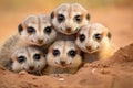 Meerkat Family: A Unified Bond in the African Savanna Royalty Free Stock Photo