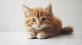 Adorable Ginger Kitten Fluffy Paws Cute Pet Sweet Face Small Cat Royalty Free Stock Photo