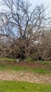 Ancient Leafless Tree with Twisted Branches in Natural Setting Royalty Free Stock Photo