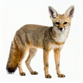 Alert cape fox portrait showcasing beauty of wildlife against minimalist backdrop on white background Royalty Free Stock Photo