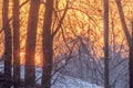 Winter Sunrise Through Forest Silhouettes Royalty Free Stock Photo