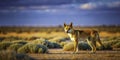 A Fierce Hunter on the Nullarbor Plain Dingo Portrait in the Australian Outback Royalty Free Stock Photo