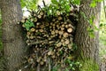 Timber Stacks: Freshly Cut Logs Arranged Between Towering Trees