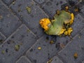 Nature\'s Resilience: Broken Naturally Fallen Mango on Pavement