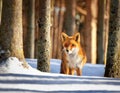 Curious Fox Standing Still in a Snowy Forest with Sunlight Filtering Through Trees Royalty Free Stock Photo