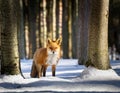 Curious Fox Standing Still in a Snowy Forest with Sunlight Filtering Through Trees Royalty Free Stock Photo