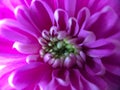 Whorls of Whimsy: A Chrysanthemum's Purple Dream