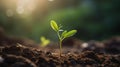 Green Seedling growing from soil