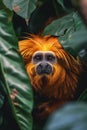 golden lion tamarin jungle hiding