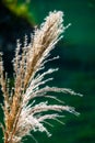 a graceful reed swaying gently in the breeze, set against a tranquil green backdrop Royalty Free Stock Photo