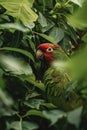 jaco parrot hiding jungle leaves