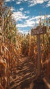 Corn Maze Pathway Under Blue Sky Royalty Free Stock Photo