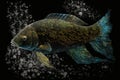Fish on a black background with bubbles