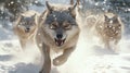 Captivating image of group of wolves running in snow. Ideal for nature enthusiasts and wildlife Royalty Free Stock Photo