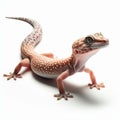 Image of isolated gecko against pure white background, ideal for presentations