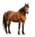 Powerful brown horse with shiny coat standing