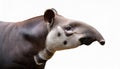 Isolated Malayan Tapir in Spotless White Background, Capturing the Unique Textures and Characteristics of this Elusive Rainforest Royalty Free Stock Photo