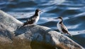 Marbled Murrelet Soaring over Dramatic Sunset Cliffs, Mysterious Seabird Silhouette against Vibrant Sky, Coastal Landscape Filled Royalty Free Stock Photo