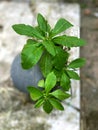 a plant growing in a fallen pot top view