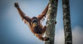 Playful Orangutan in Treetop Royalty Free Stock Photo