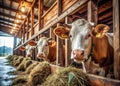 Peaceful Cows in a Rustic Barn A Minimalist Interpretation of Tranquil Farm Life Showcasing the Simplicity and Serenity