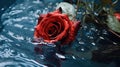 Captivating Image of a Red Rose Falling into Blue Water, Creating a Beautiful Contrast and Dynamic Ripples