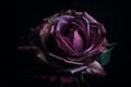 Ai Generative Beautiful dark purple rose with water drops on petals on black background Royalty Free Stock Photo