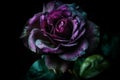 Ai Generative Beautiful dark purple rose with water drops on petals on black background Royalty Free Stock Photo