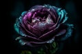 Ai Generative Beautiful dark purple rose with water drops on petals on black background Royalty Free Stock Photo