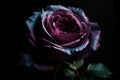 Ai Generative Beautiful dark purple rose with water drops on petals on black background Royalty Free Stock Photo