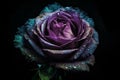 Ai Generative Beautiful dark purple rose with water drops on petals on black background Royalty Free Stock Photo