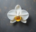 Exquisite Closeup of a Delicate White and Yellow Orchid on a Stunning Gray Background A Studio Shot Perfect Royalty Free Stock Photo
