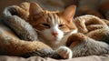 A Ginger and White Kitten Basking in Relaxation A Peaceful Portrait of Domestic Feline Contentment Royalty Free Stock Photo