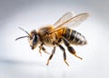 A Stunning Silhouette of a Honeybee in Flight Isolated Against a Crisp White Background for Graphic Design Educational Royalty Free Stock Photo