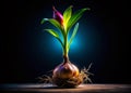 A Stunning Botanical Silhouette Backlit Lily Bulb Sprout and Roots Unveiling the Hidden Life of Spring Royalty Free Stock Photo