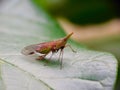 A Leafhopper Basking in the Sunlight Royalty Free Stock Photo
