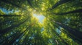 Green Forest Canopy Under Sunny Blue Skies - Bottom View