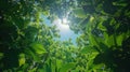 Green Forest Canopy Under Sunny Blue Skies - Bottom View