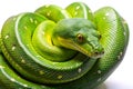 A Serene Green Python Curled in Tranquil Solitude Capturing the Essence of Natures Inner Peace Royalty Free Stock Photo