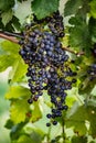 Vineyard Serenity: Luscious Grapes on the Vine in Sunlit Splendor