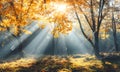 Beautiful Autumn Woods with Sunlight Seeping Through Colorful Foliage