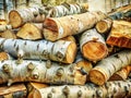 Intricate Natural Textures of Stacked Birch Logs A Double Exposure Masterpiece Capturing the Beauty of Natures Patterns Royalty Free Stock Photo