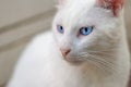 White Cat - The Blue-Eyed Feline