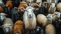 Dominance of the Ram A Portrait of a Flock Led by its Majestic Leader Royalty Free Stock Photo
