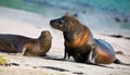 Beneath the Equator, a Striking Encounter Galapagos Sea Lion and Marine Iguana Amidst Bold Rocks and Turquoise Waters, Capturing a Royalty Free Stock Photo