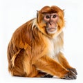Portrait of a primate with vibrant fur, capturing its unique essence on white background Royalty Free Stock Photo