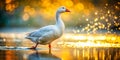 Majestic White Goose Approaches Water A Documentary Photography Study of Avian Behavior and Natural Habitat Royalty Free Stock Photo