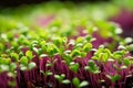 Captivating image showcasing vibrant microgreens with delicate nature and nutrient rich appeal
